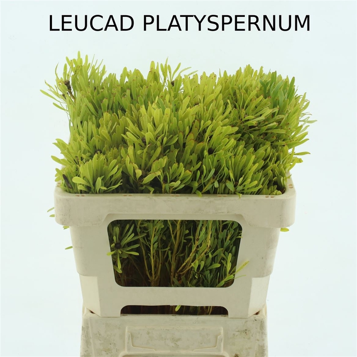 <h4>Leucad Platyspermum</h4>