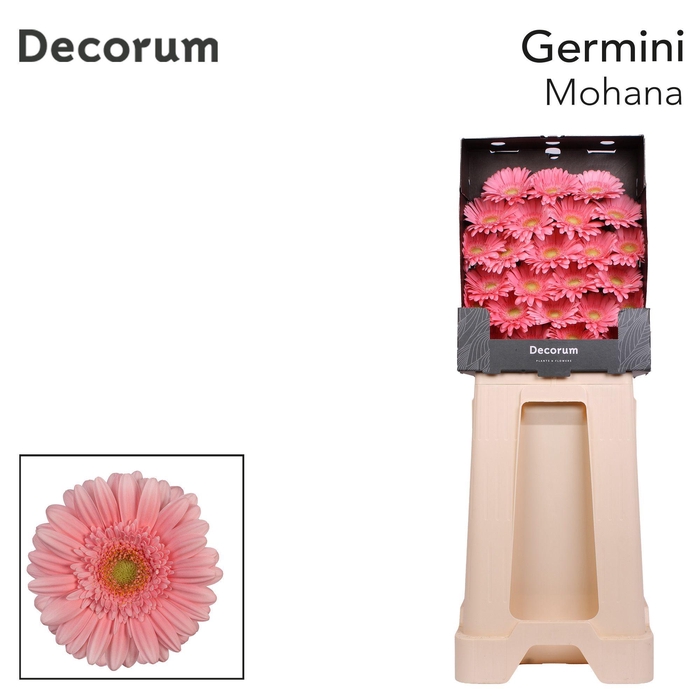 <h4>Germini Mohana Diamond</h4>