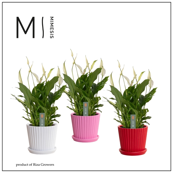 <h4>Mimesis Spathiphyllum Bellini -13 cm in Loes - Craft World</h4>