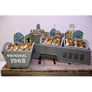 Arr Muscari In Houten Bakje