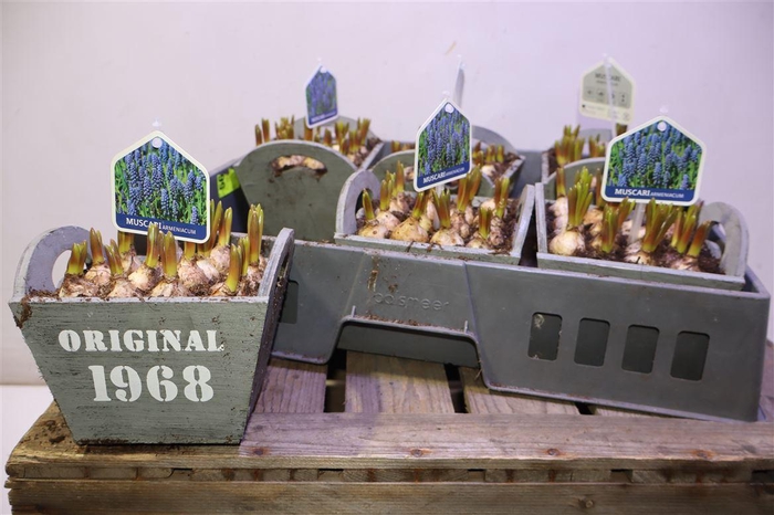 <h4>arr8 Arr Muscari In Houten Bakje</h4>