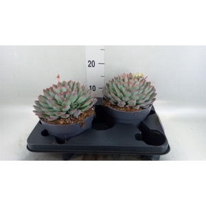 Echeveria  'Apus'