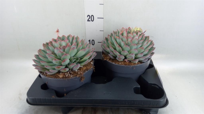 <h4>Echeveria  'Apus'</h4>