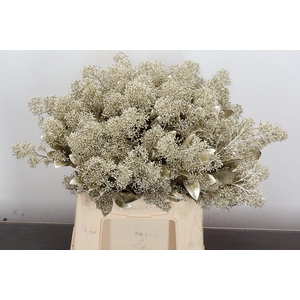 Skim Ov Bs Klb Platina