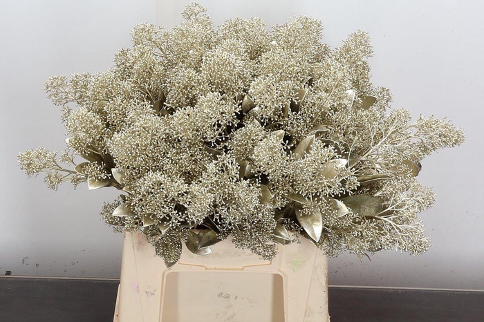 <h4>Skim Ov Bs Klb Platina</h4>