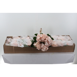 Hydr Peach Tinted Select Box