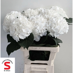 HYDRANGEA  'WHITE VERENA'