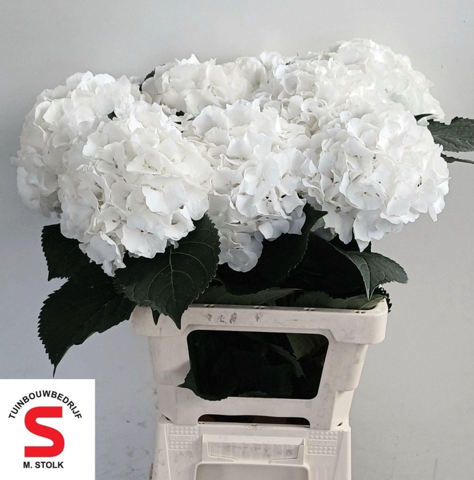 <h4>HYDRANGEA  'WHITE VERENA'</h4>