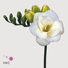 Freesia do versailles