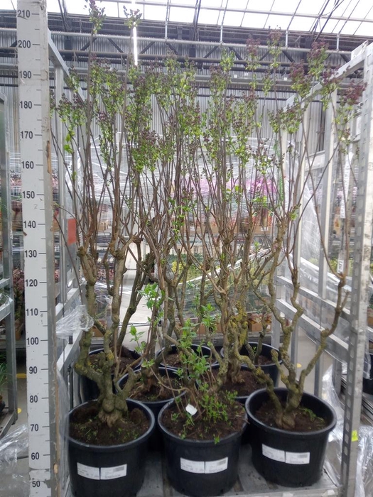 <h4>Syringa vulg. 'Sensation'</h4>