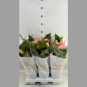 Anthurium andr. 'FC Festivo Lux'
