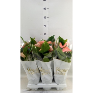 Anthurium andr. 'FC Festivo Lux'