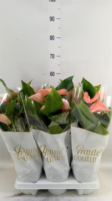 <h4>Anthurium andr. 'FC Festivo Lux'</h4>
