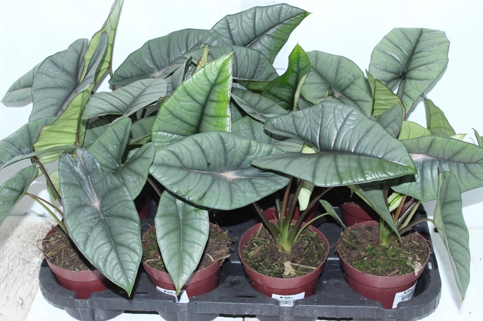 <h4>ALOCASIA PLATINUM P12</h4>