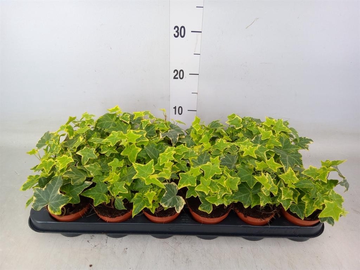 <h4>Hedera helix 'Goldchild'</h4>