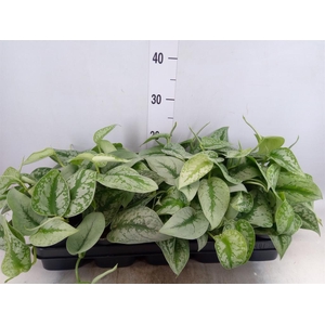 Scindapsus pictus 'Trebie'