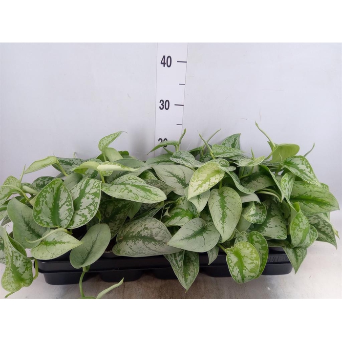 <h4>Scindapsus pictus 'Trebie'</h4>