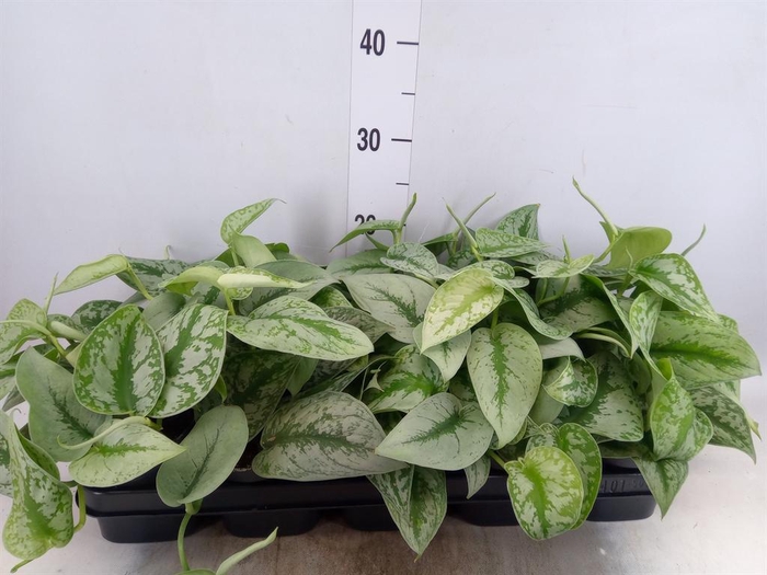 Scindapsus pictus 'Trebie'