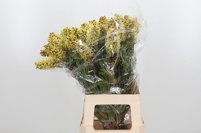 <h4>Grevillea Spiderman</h4>