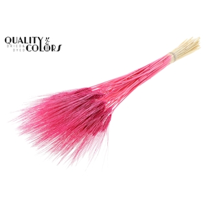 Triticum Beard per bunch Intense Cerise