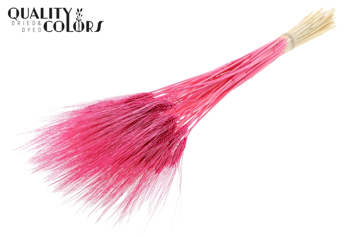 Triticum Beard per bunch Bleached Cerise