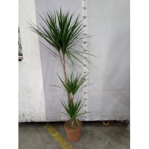 Dracaena marg.