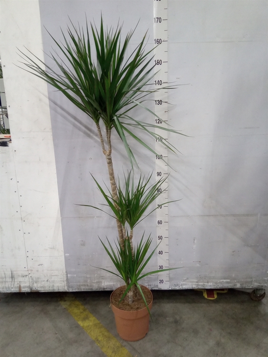 <h4>Dracaena marg.</h4>