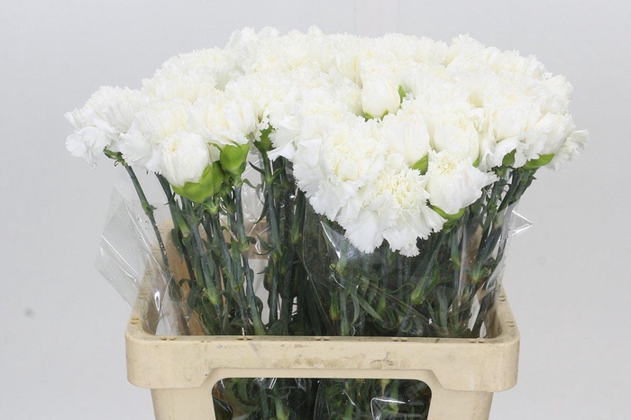 <h4>Dianthus St Holly</h4>