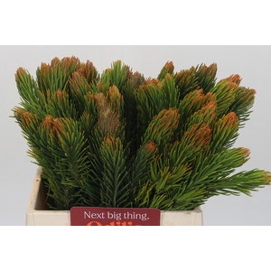 Kaaps Groen Retzia Carpensis