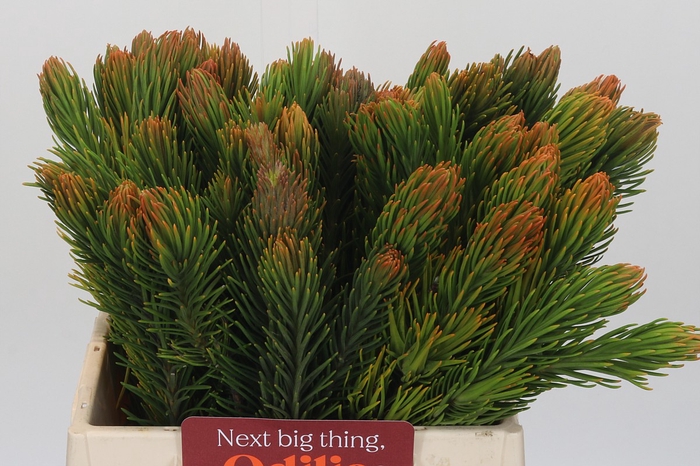 <h4>Kaaps Groen Retzia Carpensis</h4>