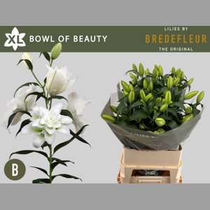 LI OR DU BO OF BEAUT