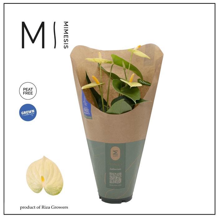 <h4>Anthurium - KARMA Lime | 12cm | ECO/KRAFT SLEEVE</h4>