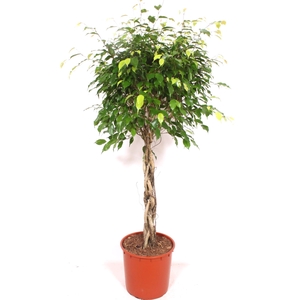 Ficus Exotica