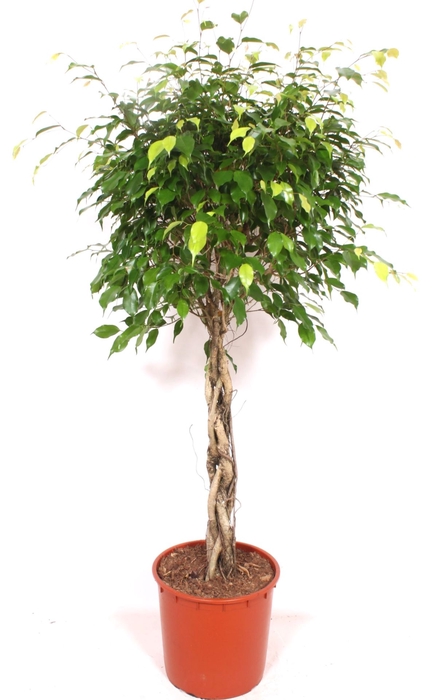 <h4>Ficus Exotica</h4>