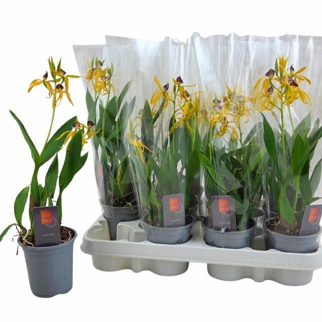 <h4>ORCHIDEEEN OVERIG</h4>