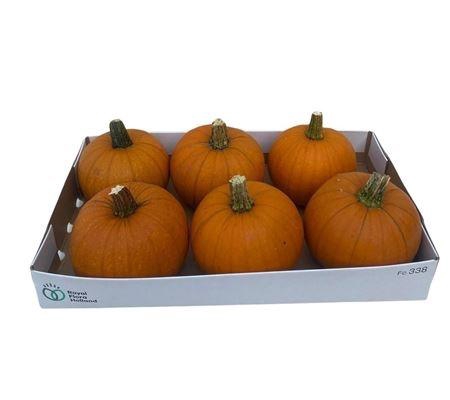 <h4>CUCURBITA PEPO</h4>