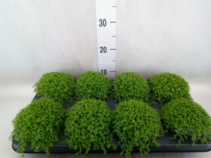 <h4>Soleirolia soleirolii   ...green</h4>