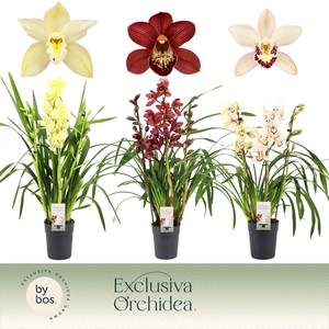 Cymbidium, Mix 3-spike P14 'Exclusiva Orchidea'