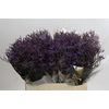 Limonium ov Safora Dark Blue