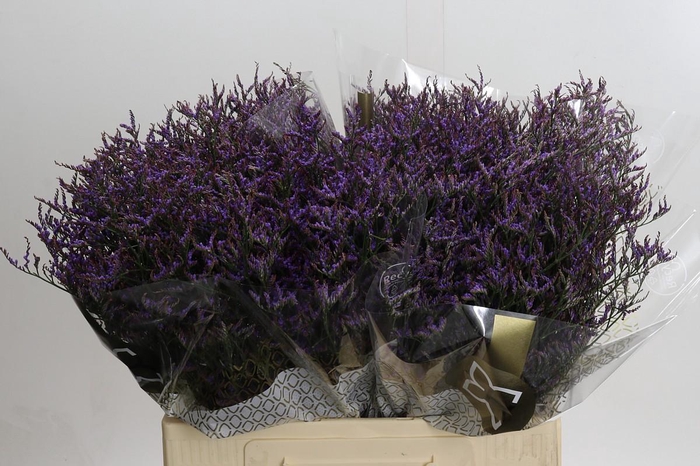 <h4>Limonium ov Safora Dark Blue</h4>