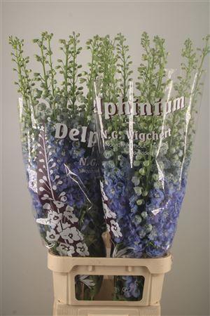 <h4>Delph El Dewi Boy Pale Blue</h4>