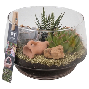 PTSU8412 Arrangement Succulenten in glazen vaas