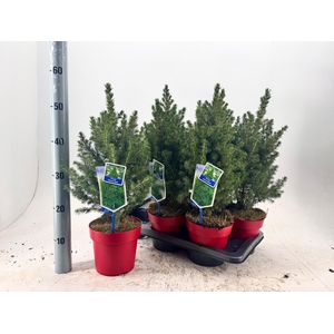 PICEA GL DECEMBER