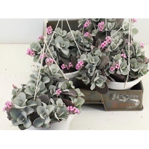 KALANCHOE PUMILA