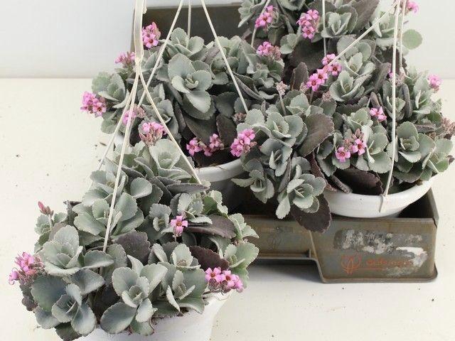 <h4>KALANCHOE PUMILA</h4>