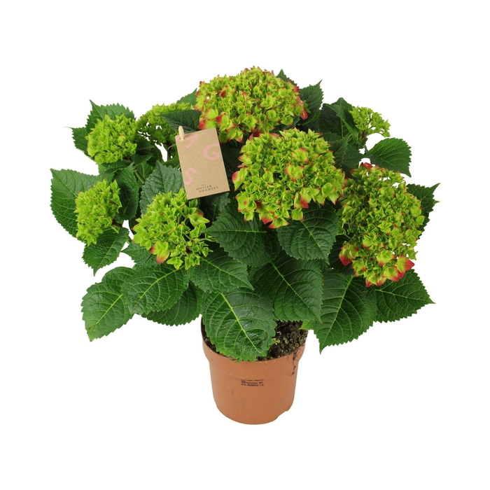 <h4>Hydrangea red 9/10 flowers</h4>