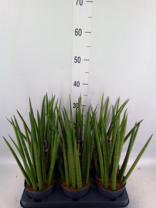 <h4>Sansevieria cyl. ...</h4>