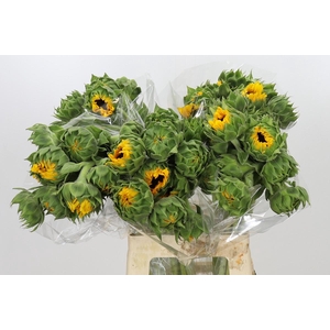 Helianthus Orange Fire