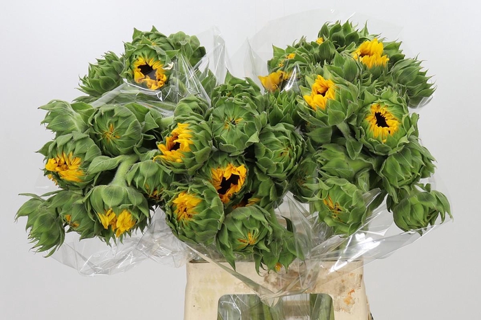 <h4>Helianthus Orange Fire</h4>