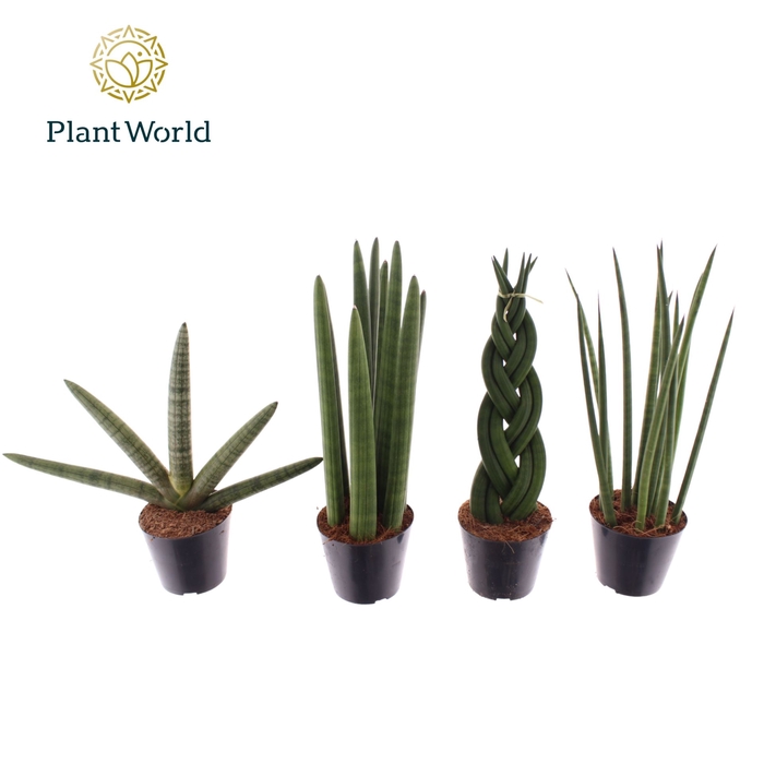 <h4>Sansevieria Cylindrica</h4>